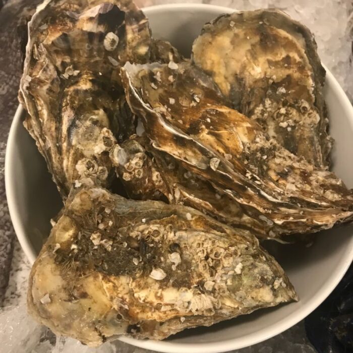 Oysters